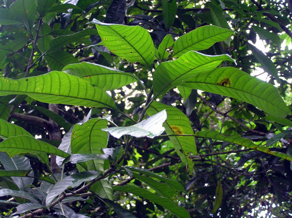 Borneo: Asam putarum; Asem kumbang; Asem Paoh; Asem rawa; Baab; Damaran; Rancha rancha; Rawa-rawa bi